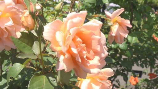 ＲＯＳＥ  ＦＥＳＴ ２０２５ 春
