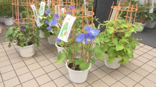 ２０２５せいせき朝顔市　第４３回ふるさと多摩夏まつり