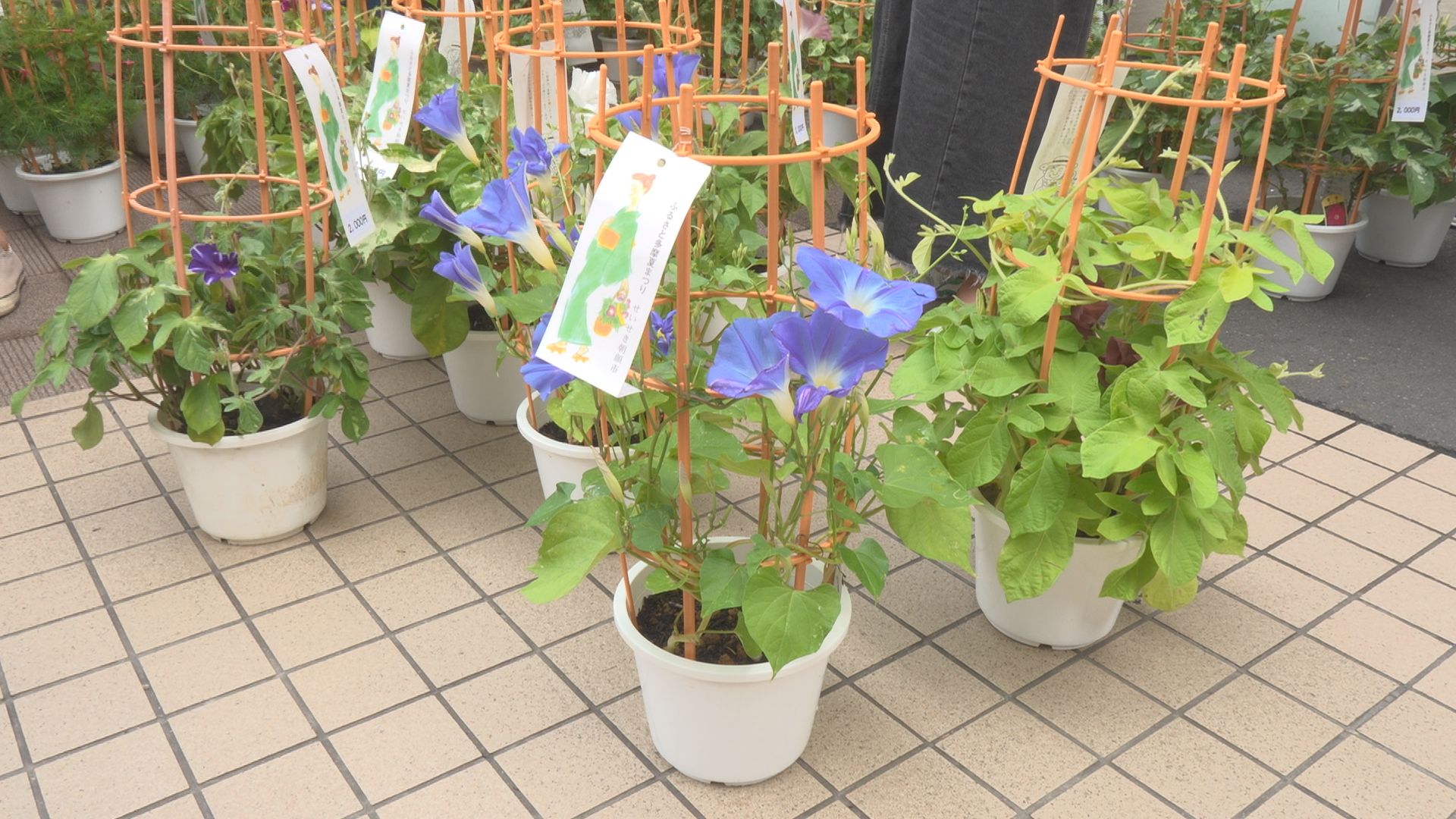 ２０２５せいせき朝顔市　第４３回ふるさと多摩夏まつり