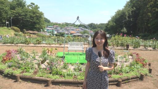 町田ダリア園　開園
