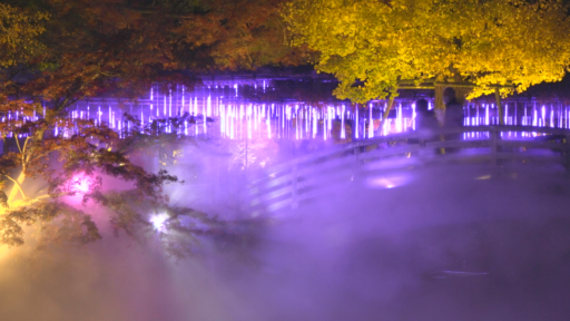 町田薬師池公園 紅葉ライトアップ