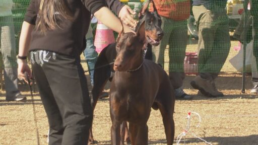 日本警察犬協会 東日本チャンピオン決定審査会及び訓練競技会